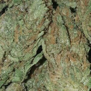 Meet your Posher, Noah